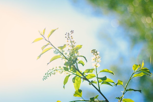 Albero di birdcherry in fiore