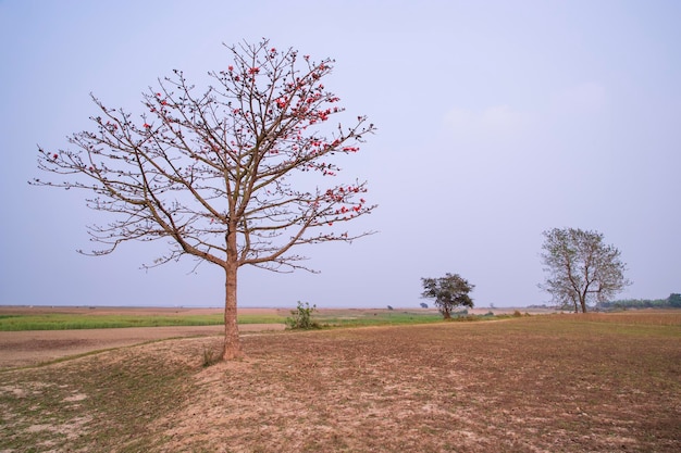 Albero di Bombax ceiba con fiori di fiore rosso nel campo sotto il cielo blu