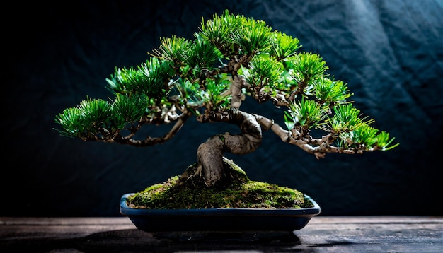 albero di bonsai bellissimo