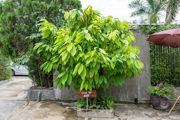 Albero di cacao con cartello in legno