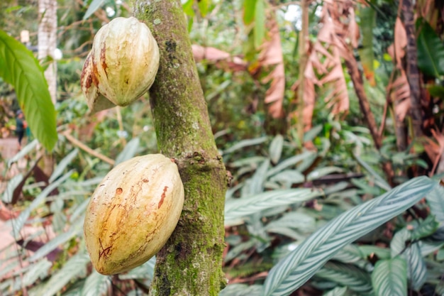 albero di cacao con frutto di cacao sull'ingrediente cioccolato della foresta