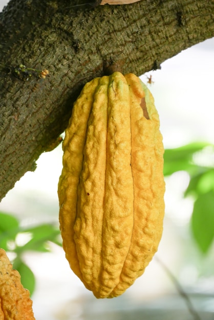 Albero di cacao con i baccelli. Utilizzato come cibo e bevanda