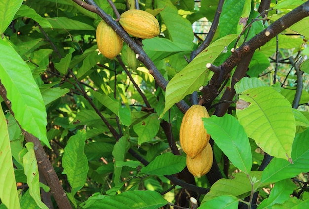 Albero di cacao o Theobroma Cacao con frutti in maturazione chiamati baccelli di cacao