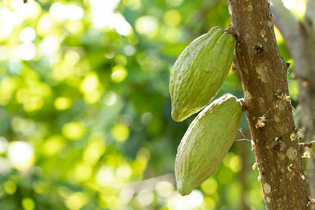 Albero di cacao (Theobroma cacao). Baccelli organici della frutta del cacao in natura.