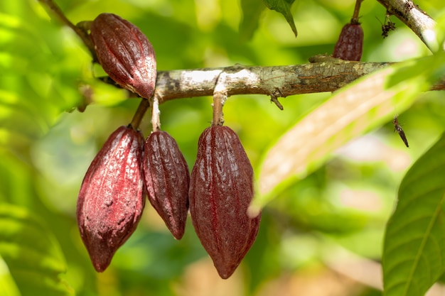 Albero di cacao (Theobroma cacao). Baccelli organici della frutta del cacao in natura.