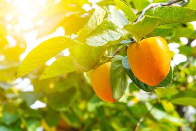 Albero di cachi con frutta