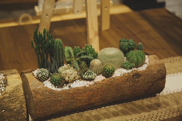 Albero di cactus nel vaso a casa
