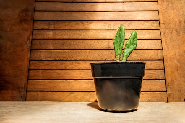 Albero di cactus su un vaso nero su uno sfondo di legno