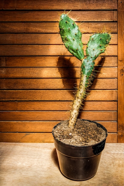 Albero di cactus su un vaso nero su uno sfondo di legno