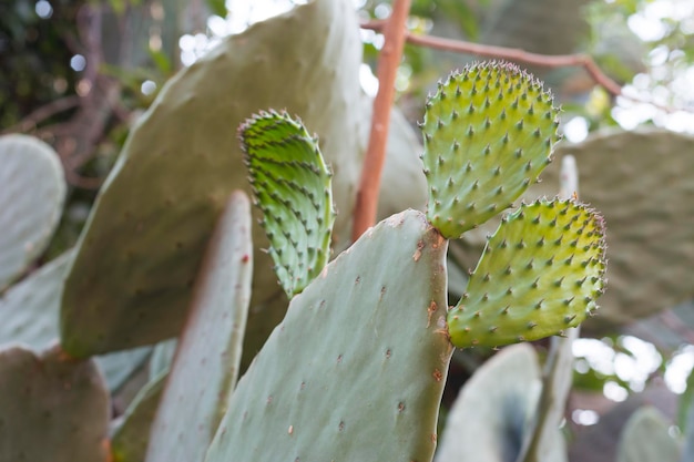 Albero di cactus