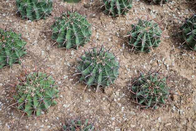 albero di cactus