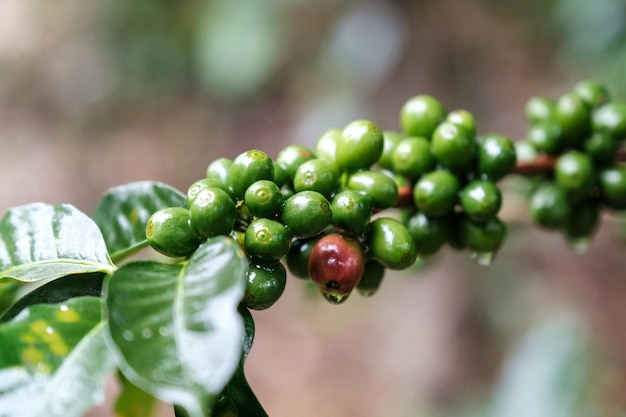 Albero di caffè con chicchi di caffè verdi sul ramo