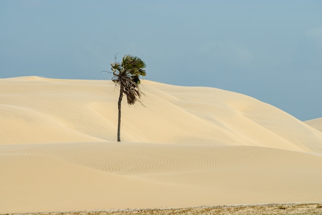 Albero di Carnauba nel parco nazionale di Lencois Maranhaeses Barreirinhas Maranhao Brazil