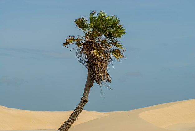 Albero di Carnauba nel parco nazionale di Lencois Maranhaeses Barreirinhas Maranhao Brazil