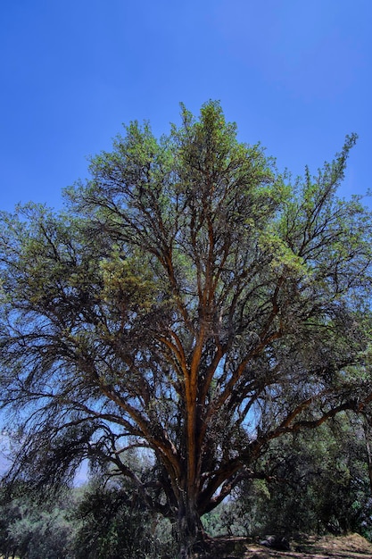 Albero di carta Polylepis incana