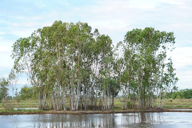 Albero di carta sul campo