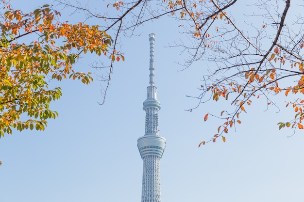 Albero di cielo di Tokyo.