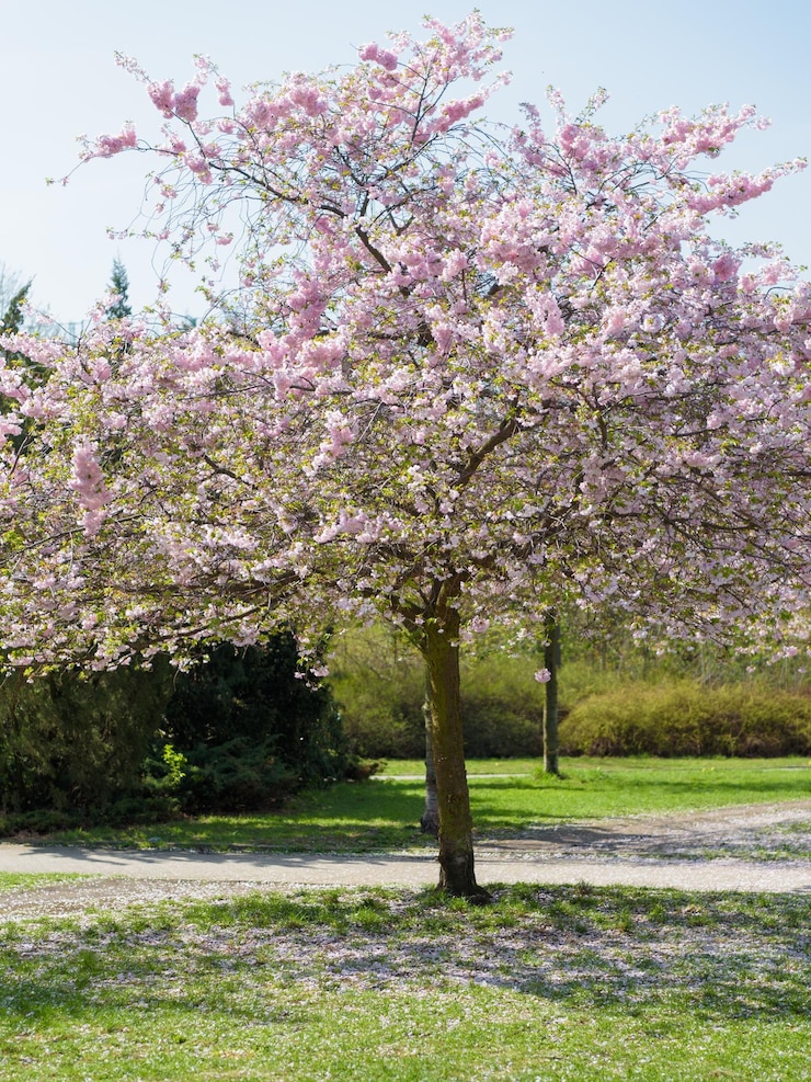 Foto albero di ciliegio in fiore nel parco