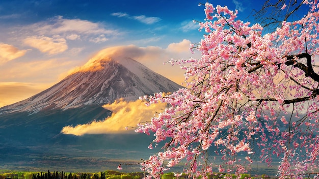 Albero di ciliegio rosa in fiore contro il cielo