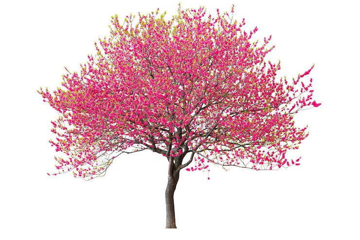 Foto albero di ciliegio viola isolato su sfondo bianco