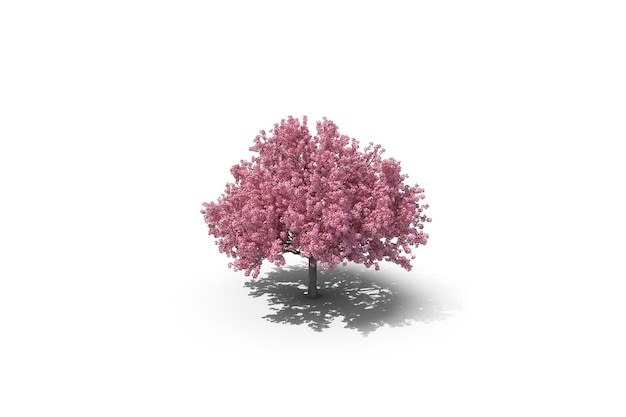 Albero di ciliegio