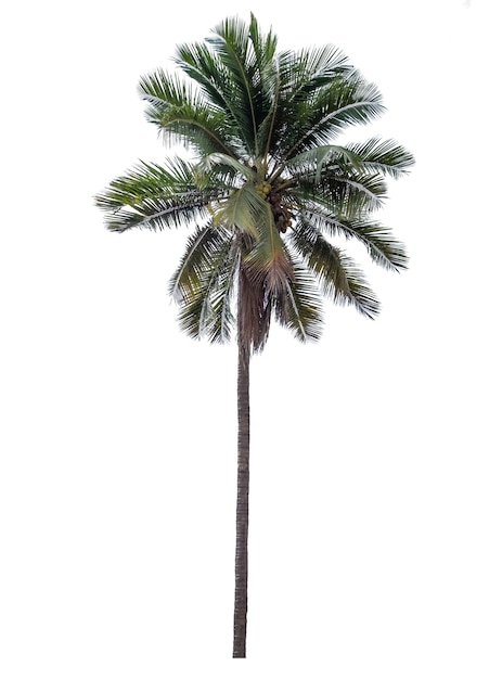 Albero di cocco con foglie verdi, isolato su sfondo bianco