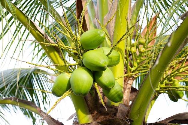 Albero di cocco con mazzi di frutti di cocco