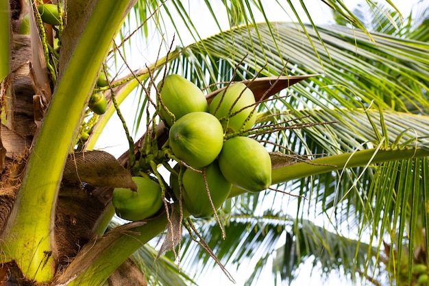 Albero di cocco con mazzi di frutti di cocco