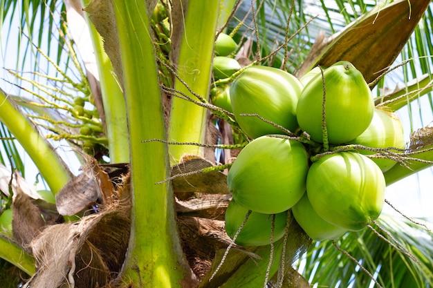 Albero di cocco con mazzi di frutti di cocco