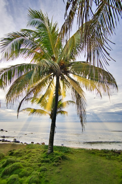 Albero di cocco dalla foto verticale della spiaggia.