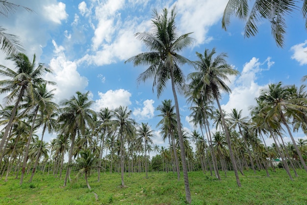 albero di cocco e cielo, vista albero di cocco a Krabi, Thailandia