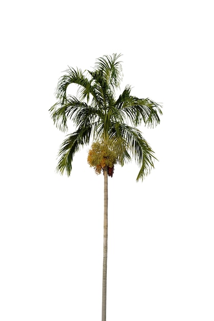 Albero di cocco isolato su sfondo bianco