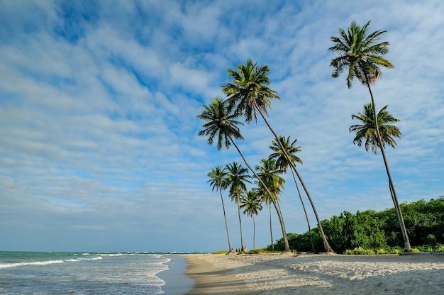 Albero di cocco nel tardo pomeriggio a Porto de Galinhas spiaggia vicino a Recife Pernambuco Brazil