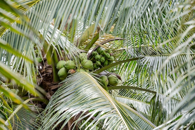 albero di cocco, pianta di cocco