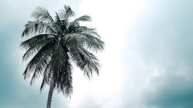 albero di cocco stand alone nel cielo