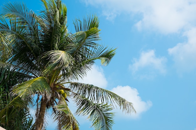 albero di cocco sul cielo blu