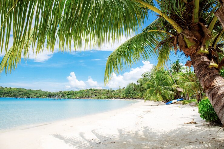 Albero di cocco sulla sabbia al mare in Thailandia.