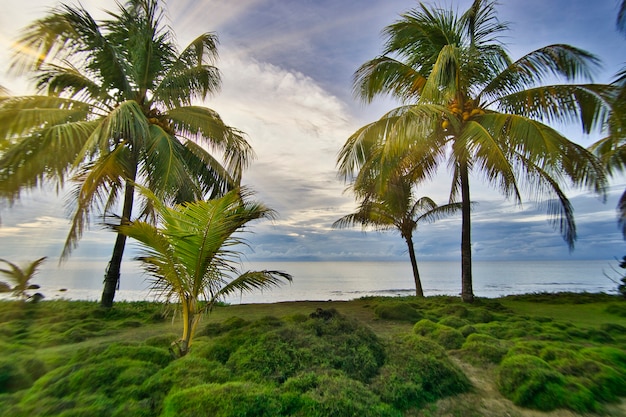 Albero di cocco sulla spiaggia tropicale e sullo sfondo dell'oceano.