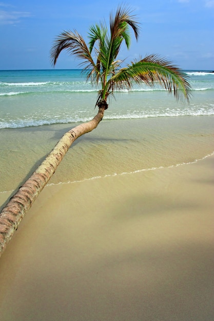 Albero di cocco sulla spiaggia tropicale