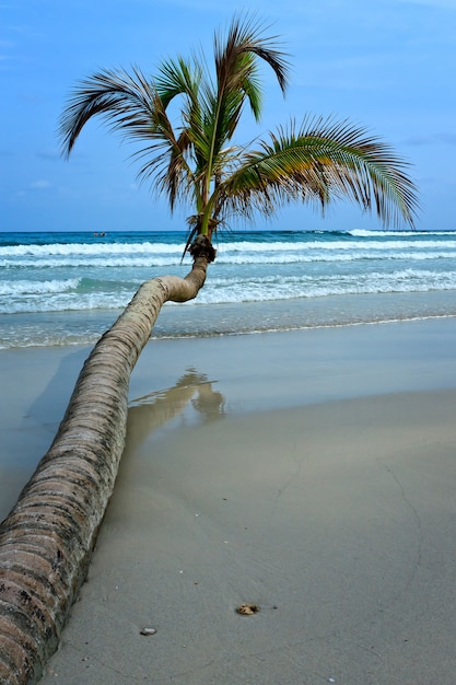 Albero di cocco sulla spiaggia tropicale