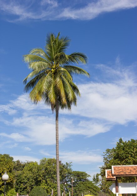 Albero di cocco sullo sfondo del cielo blu