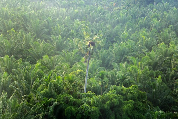 albero di cocco