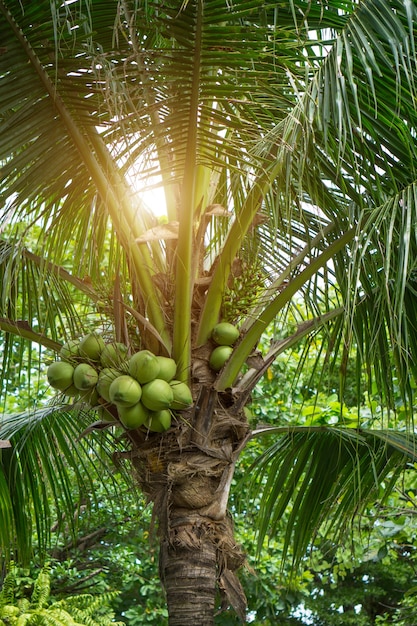 albero di cocco