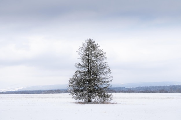 Albero di conifere isolato nel paesaggio invernale slovacchia europa