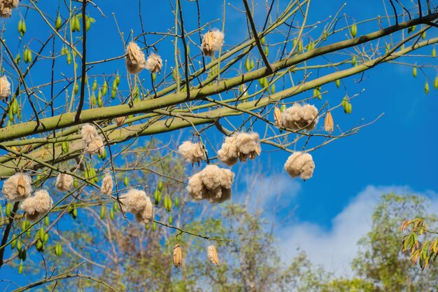 Albero di cotone bianco di seta Ceiba pentandra Kapuk Randu Javanese il frutto perenne può essere utilizzato per produrre