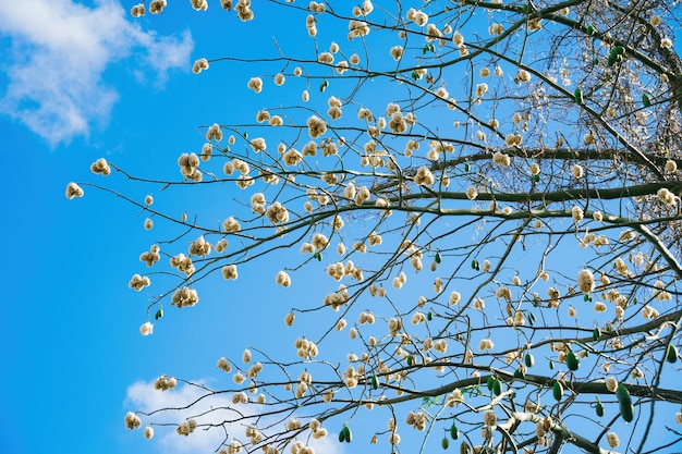 Albero di cotone bianco di seta Ceiba pentandra Kapuk Randu Javanese il frutto perenne può essere utilizzato per produrre