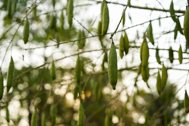 Albero di cotone bianco di seta o albero di ceiba che porta frutti verdi