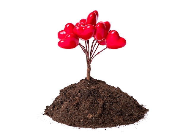 Albero di cuori e mucchio di terreno fertile isolato su sfondo bianco Concetto di amore