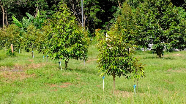 albero di durian nel giardino