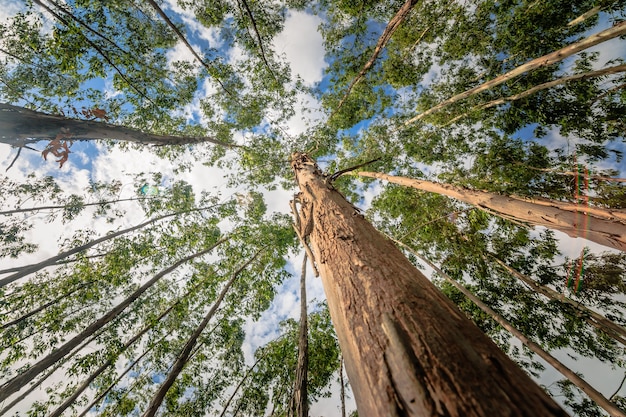 Albero di eucalipto contro il cielo